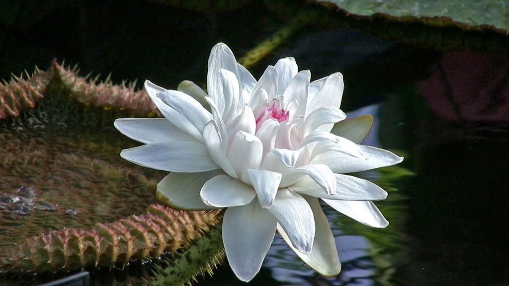 Flower in Pond